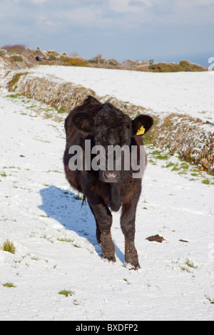 Schwarze Kuh im Schnee; Cornwall Stockfoto