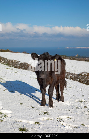 Schwarze Kuh im Schnee; Cornwall Stockfoto