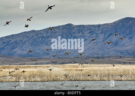 Vogelflug im März am unteren Klamath National Wildlife Refuge, Kalifornien, USA Stockfoto