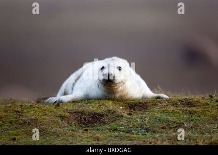 Kegelrobben; Halichoerus Grypus; PUP; Donna Nook; Lincolnshire Stockfoto