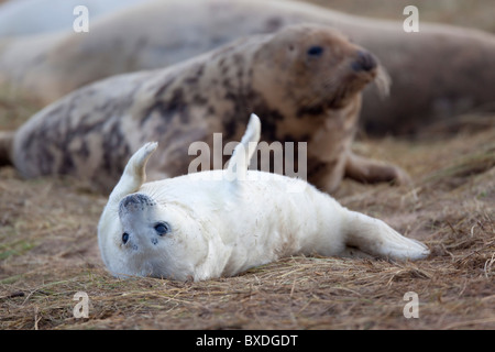 Kegelrobben; Halichoerus Grypus; Mutter und Welpen; Donna Nook; Lincolnshire Stockfoto