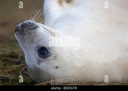 Kegelrobben; Halichoerus Grypus; PUP; Donna Nook; Lincolnshire Stockfoto