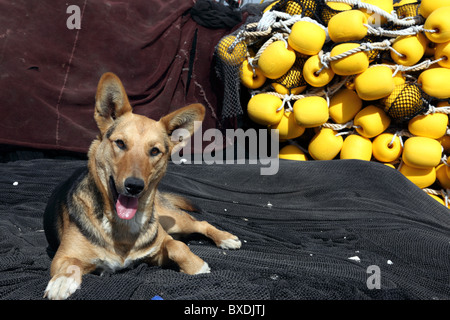 Deutscher Schäferhund / elsässischer Wachhund brandneue Schwimmwagen an den Fischerdocks in Caldera, Chile Stockfoto