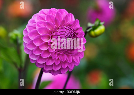 Rosa Dahlie Blume, die in den späten Sommer/frühen Herbstsaison Stockfoto