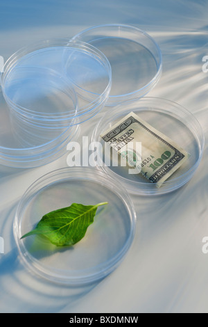 Geld und Blatt in Petrischale Stockfoto