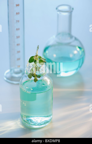 Pflanzen in Fläschchen Stockfoto