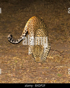 Weibliche Leoparden Stiele Beute am Boden in der Nacht in South Luangwa Nationalpark, Sambia, Afrika Stockfoto