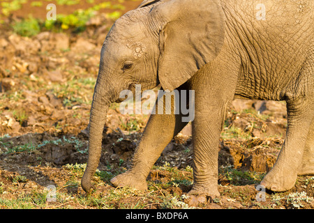 Elefant Kalb, während auf Safari im South Luangwa Nationalpark, Sambia, Afrika zu sehen. Stockfoto