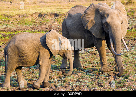 Elefant Kalb und junge Erwachsene, gesehen während auf Safari im South Luangwa Nationalpark, Sambia, Afrika. Stockfoto