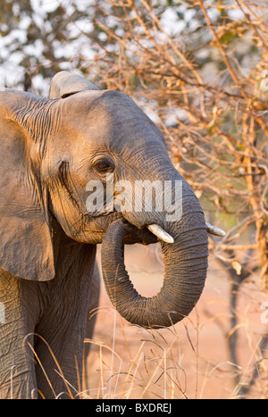 Juvenile Elefanten essen Rasen, während auf Safari im South Luangwa Nationalpark, Sambia, Afrika zu sehen. Stockfoto