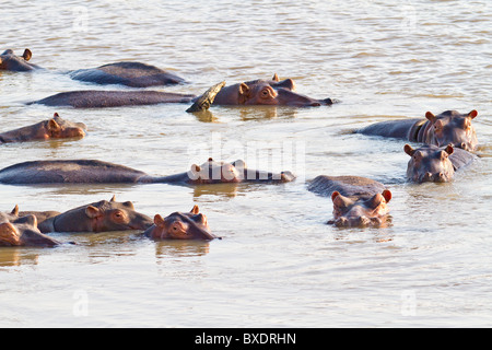 Nilpferde schwimmen in den Luangwa Fluss nur Höfen von Norman Carr Safaris Kakuli Bush Camp, Sambia, Afrika. Stockfoto