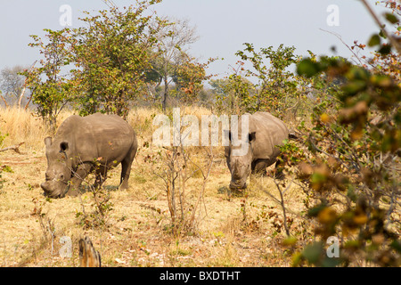 Zwei der fünf weiße Nashörner gesehen auf eine Wandersafari im Mosi-Oa-Tunya Nationalpark außerhalb Livingstone, Sambia. Stockfoto