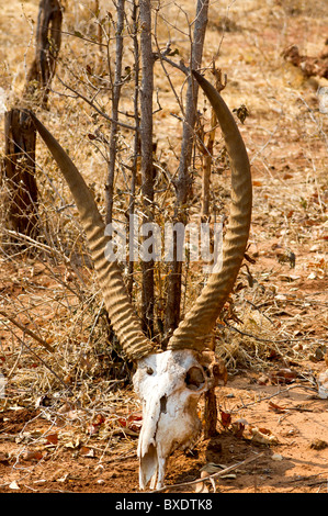 Schädel des Hirsch-wie Wasserbock (Kobus Ellipsiprymnus), gesehen auf Safari im Mosi-Oa-Tunya Nationalpark, Livingstone, Sambia Stockfoto