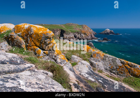 Great Saltee Island, Wexford, Irland Stockfoto