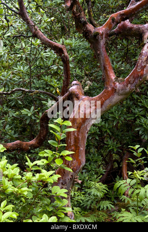 Nassen Rhododendron Baumstamm nach einem Regenschauer, Langtang-Tal, nahe Ghodatabela, Langtang Nationalpark, Nepal Stockfoto