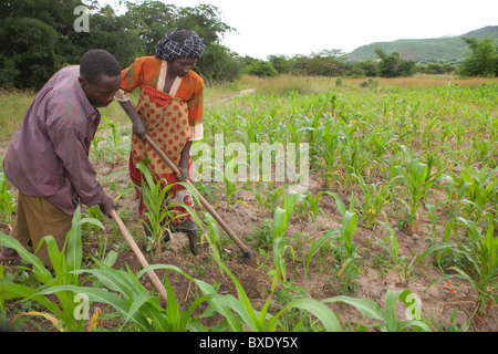 Frau Khabitu Ally Mkude und ihr Ehemann, Herr Said Habitu, neigen die Felder auf ihrer Farm außerhalb Iringa, Tansania, Ostafrika. Stockfoto