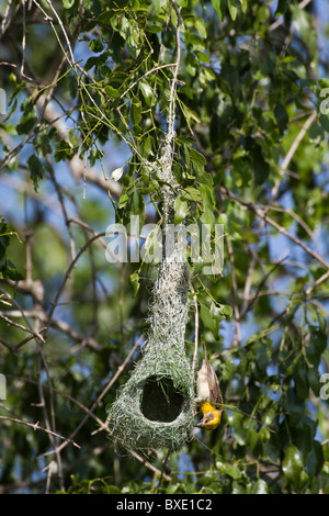 Baya Weaver (Ploceus Philippinus) am Nest am Yala NP, Sri Lanka. Scharfes Bild mit Canon 500mm f4 L Objektiv aufgenommen. Stockfoto