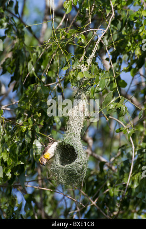 Baya Weaver (Ploceus Philippinus) am Nest am Yala NP, Sri Lanka. Scharfes Bild mit Canon 500mm f4 L Objektiv aufgenommen. Stockfoto