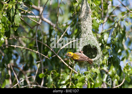Baya Weaver (Ploceus Philippinus) am Nest am Yala NP, Sri Lanka. Scharfes Bild mit Canon 500mm f4 L Objektiv aufgenommen. Stockfoto