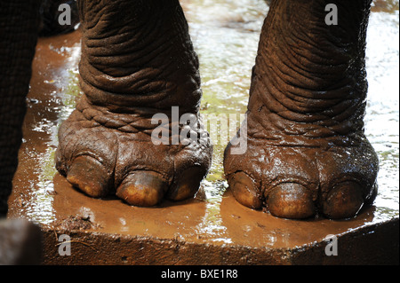 Nahaufnahme von einem Elefanten große Füße und Zehen. Stockfoto