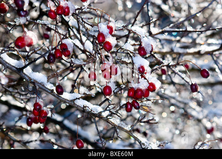 Schnee und Eis bedeckt leuchtend rote Hagebutten (Rosa Canina) wächst in einer Hecke in Norfolk, England. Stockfoto