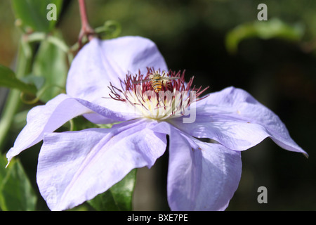 Hoverfly Zeichnung Nektar aus einer Blume Clematis. Stockfoto