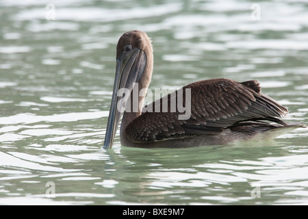 Brauner Pelikan (Pelecanus Occidentalis Urinator), Galapagos Unterart, unreif, Schwimmen in den Gewässern der Insel Floreana, Galap Stockfoto