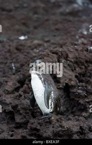 Galápagos-Pinguin (Spheniscus Mendiculus) auf Isabela Island, Galapagos. Stockfoto