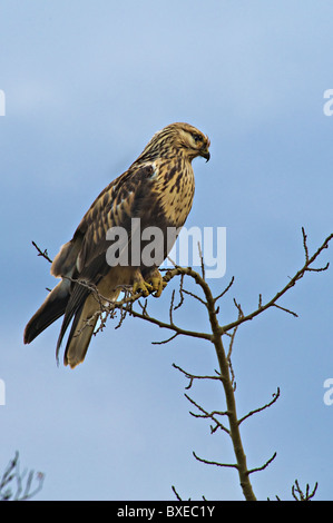 Ein rau – Dreibein Falke thront auf dem oberen Baum Stockfoto