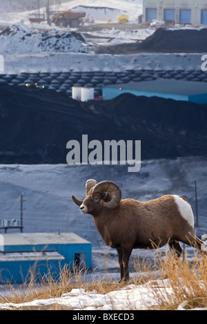 Ein vertikales Bild eines Erwachsenen Bighorn Schafe zu Fuß entlang einer Kante mit Blick auf eine Mine Kohleverarbeitung Pflanze. Stockfoto