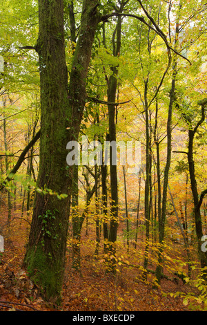 Buchenwald im Herbst Peak Farbe, Leonte, Penêda Gerês Nationalpark, Portugal Stockfoto