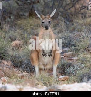 Western Grey Kangaroo Macropus Fuliginosus junger Mann posiert am Straßenrand in Western Australia Stockfoto