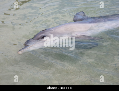 Lächeln für die Kamera in Monkey Mia Shark Bay in Westaustralien große Tümmler Stockfoto