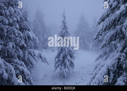 Kiefern Sie an einem nebligen Abend mit frischem Schnee bedeckt. Stockfoto