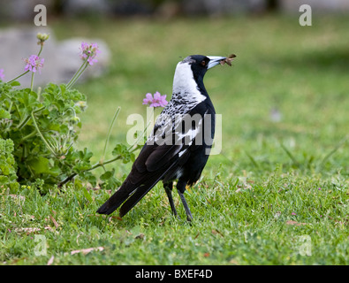 Australische Magpie Cracticus Tibicen hält eine aufgenommene Motte im Schnabel Stockfoto