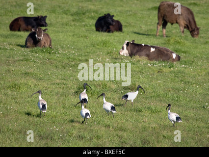 Australische White Ibis Threskiornis Molukken ein Spaziergang durch ein Feld von Hausrind in Western Australia Stockfoto