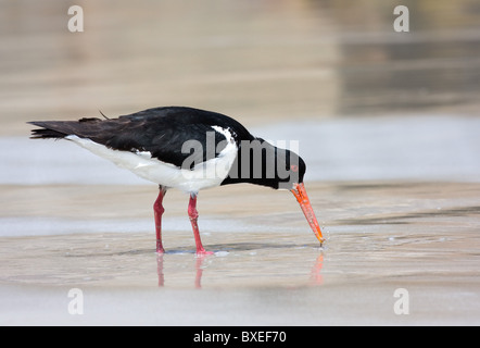 Australische Pied Austernfischer Haematopus Longirostris Fütterung an einem Strand in Western Australia Stockfoto