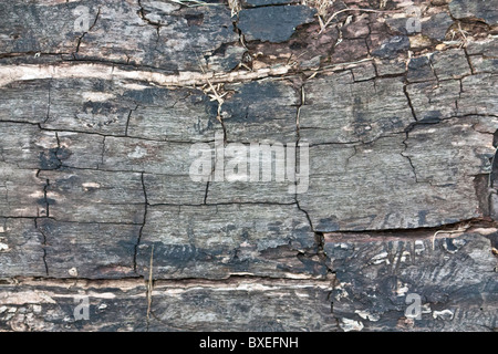 mit schwarz verbranntes Holz Risse Stockfoto