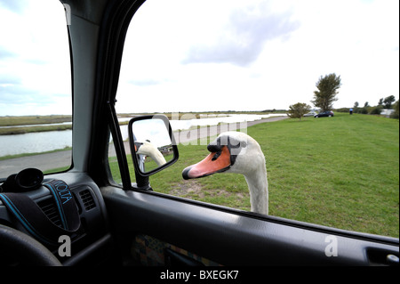 Sehr freundliche Höckerschwan (Cygnus Olor) steckt Kopf in Autofenster auf der Suche nach mehr Brot. Füttern Sie die Vögel. Stockfoto