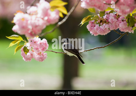 Kingbird gehockt Kirsch Baumniederlassung Stockfoto