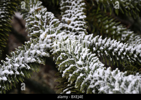 Kreuzung Zweigen der Araucaria araucana Stockfoto