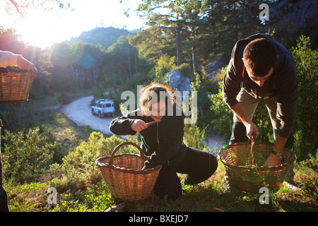 Pilzsammler Els Ports Park Katalonien Spanien Stockfoto