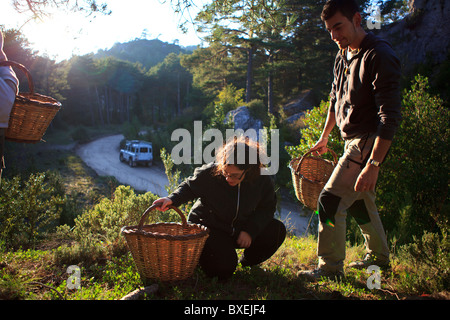 Pilzsammler Els Ports Park Katalonien Spanien Stockfoto