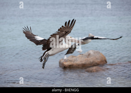 2 Pelikane im Flug über das Meer Stockfoto
