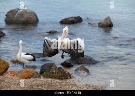 Pelikan Landung an der Küste in Port Lincoln, Australien Stockfoto