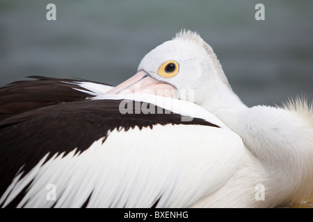 Pelikan ruht auf einer Bank mit Schnabel es ist versteckt in den Körper in Australien Stockfoto