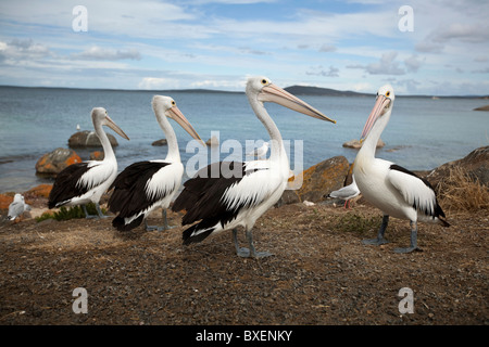 Pelikane am Ufer sahen einander Stockfoto