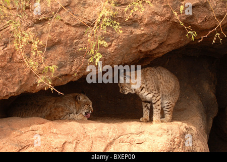 Bobcat-paar in einer Felsengrotte. Stockfoto