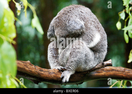 Ein sehr nasser Koala schläft im Regen. Stockfoto