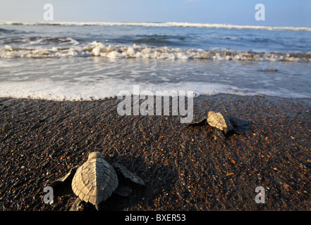 Olive Ridley Schildkröten Jungtiere (Lepidochelys Olivacea) zu Fuß zum Meer in Ostional Wildlife Refuge, Costa Rica. Stockfoto